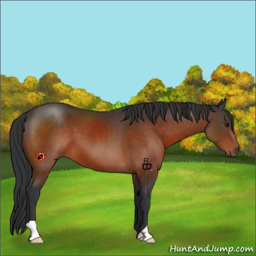 Horse Color:Brown 