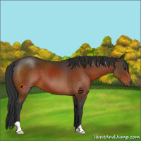 Horse Color:Brown 