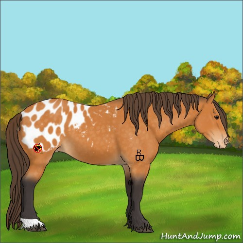 Horse Color:Buckskin Appaloosa 