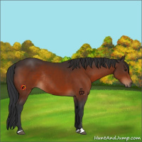 Horse Color:Brown Sabino Rabicano 