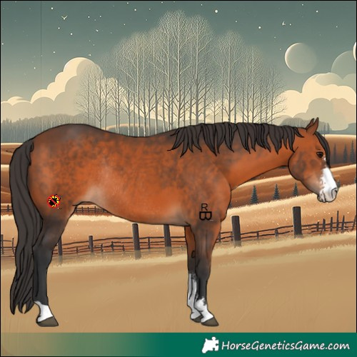 Horse Color:Bay Sabino Rabicano 