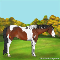 Horse Color:Bay Sabino Tobiano 