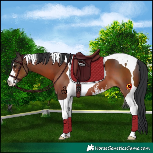 Horse Color:Brown Sabino Tobiano 