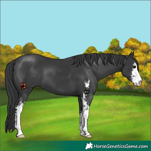Horse Color:Black Sabino