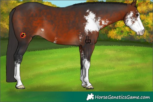 Horse Color:Bay Sabino
