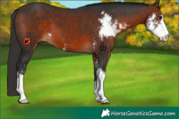 Horse Color:Bay Sabino 