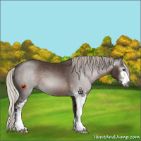 Horse Color:Gray Silver Black Sabino 