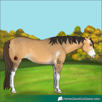 Horse Color:Buckskin Dun Sabino 