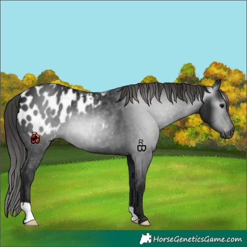 Horse Color:Gray Black Appaloosa 