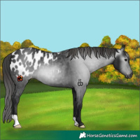 Horse Color:Gray Black Appaloosa 