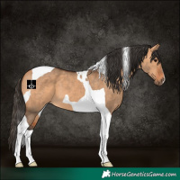 Horse Color:Bay Dun Tobiano 