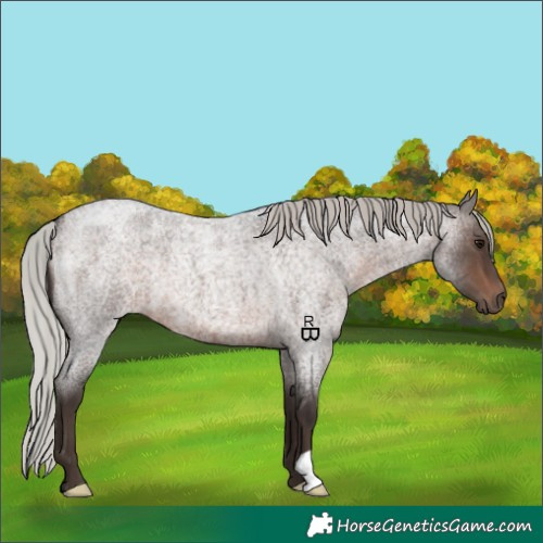 Horse Color:Silver Brown Roan 