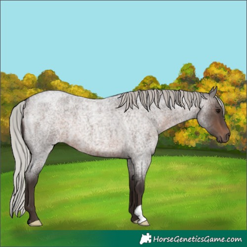 Horse Color:Silver Brown Roan