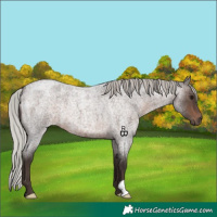 Horse Color:Silver Brown Roan 
