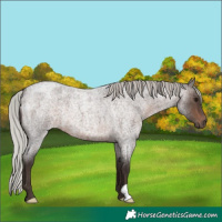 Horse Color:Silver Brown Roan 