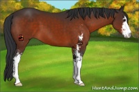 Horse Color:Brown Sabino 