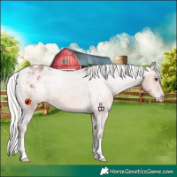 Horse Color:Silver Bay Roan Appaloosa 