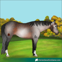 Horse Color:Gray Brown 