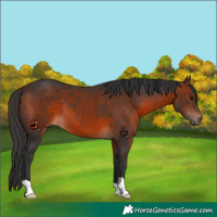 Horse Color:Brown 