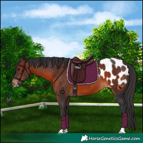 Horse Color:Brown Appaloosa 