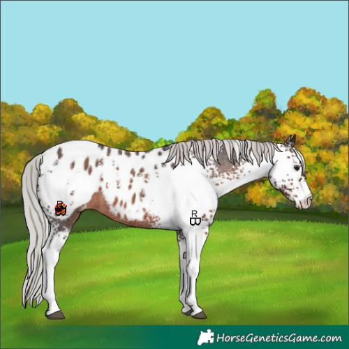 Horse Color:White Spotted Silver Brown Roan Appaloosa