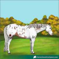 Horse Color:White Spotted Silver Brown Roan Appaloosa 