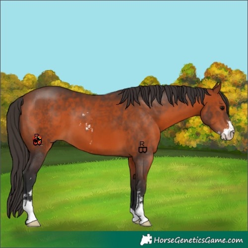 Horse Color:Bay Sabino 