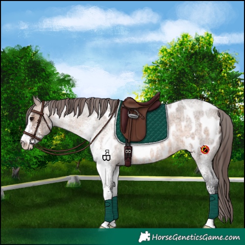 Horse Color:White Spotted Brown Roan Dun Blanket 