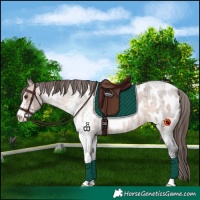Horse Color:White Spotted Brown Roan Dun Blanket 