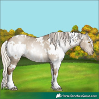 Horse Color:Gray White Spotted Silver Grullo Pearl 