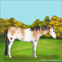 Horse Color:White Spotted Bay Rabicano 