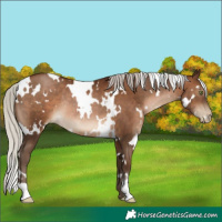 Horse Color:Gray White Spotted Silver Brown Pearl Rabicano 