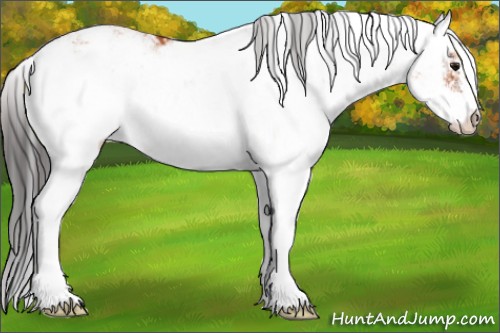 Horse Color:Bay Sabino Appaloosa 