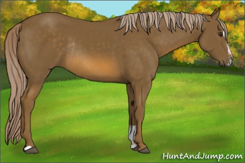Horse Color:Chocolate Palomino Sabino Rabicano 