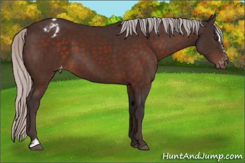 Horse Color:Silver Brown Sabino Appaloosa 