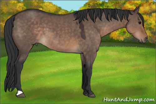 Horse Color:Brown Dun 