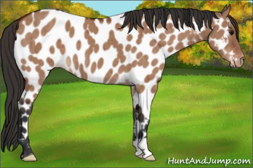 Horse Color:Bay Dun Appaloosa Brindle 