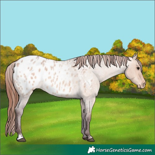 Horse Color:Chocolate Bay Roan Dun Appaloosa 