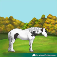 Horse Color:Brown Splash Tobiano