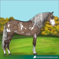 Horse Color:White Spotted Silver Brown Dun Sabino