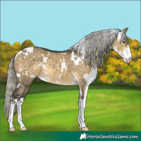 Horse Color:White Spotted Silver Buckskin Dun Mushroom Sabino