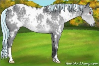 Horse Color:Painted White Spotted Silver Grullo Chinchilla
