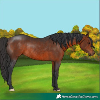 Horse Color:Brown Rabicano 