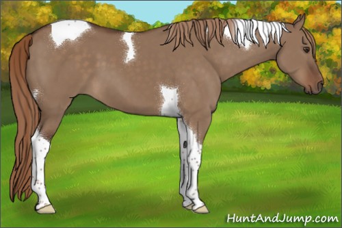 Horse Color:Liver Red Dun Tobiano 