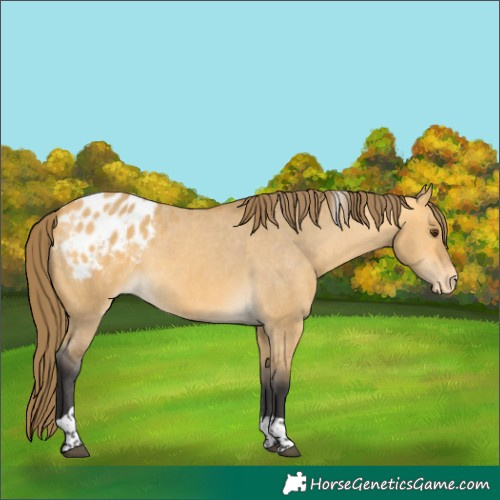 Horse Color:Buckskin Dun Tobiano Appaloosa 