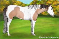 Horse Color:Sable Champagne Splash Tobiano 