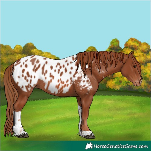 Horse Color:Chestnut Tobiano Appaloosa Rabicano 