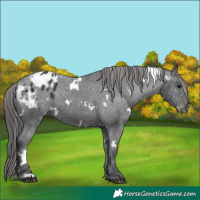 Horse Color:White Spotted Black Appaloosa 