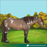 Horse Color:White Spotted Brown Dun Appaloosa 