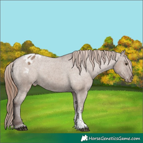 Horse Color:Liver Red Dun Sabino Blanket 